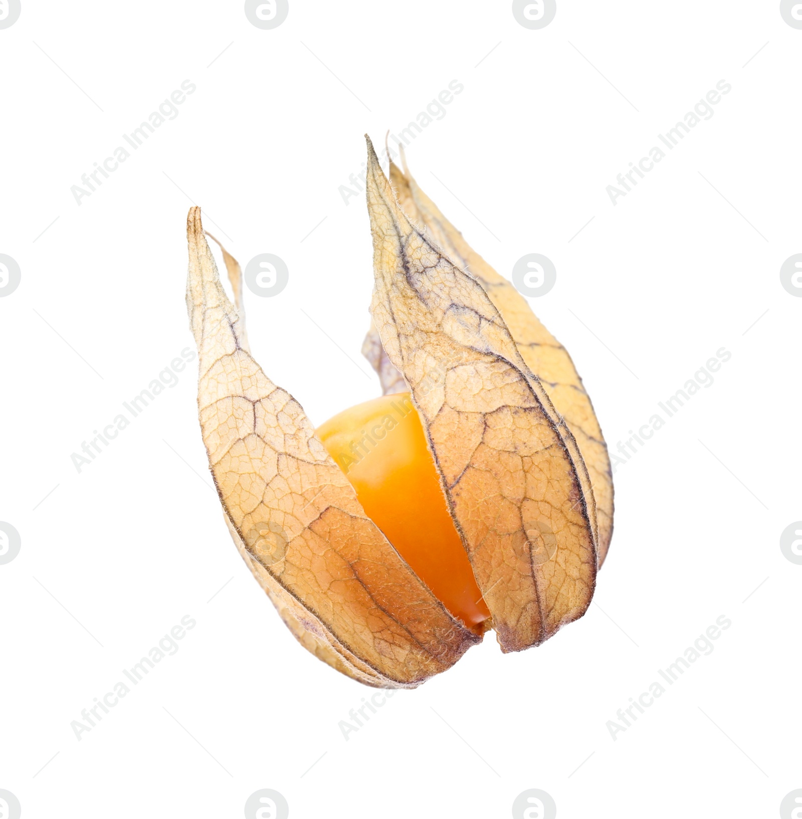 Photo of Ripe physalis fruit with calyx isolated on white