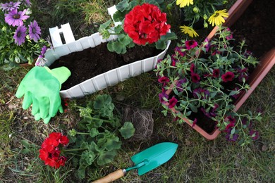 Photo of Beautiful flowers in pots, rubber gloves and trowel on grass, flat lay