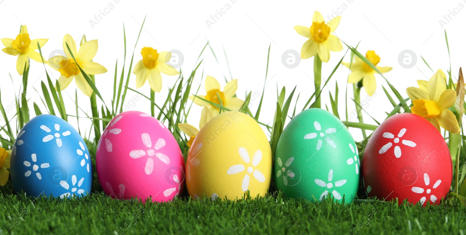 Photo of Colorful Easter eggs and daffodil flowers in green grass against white background