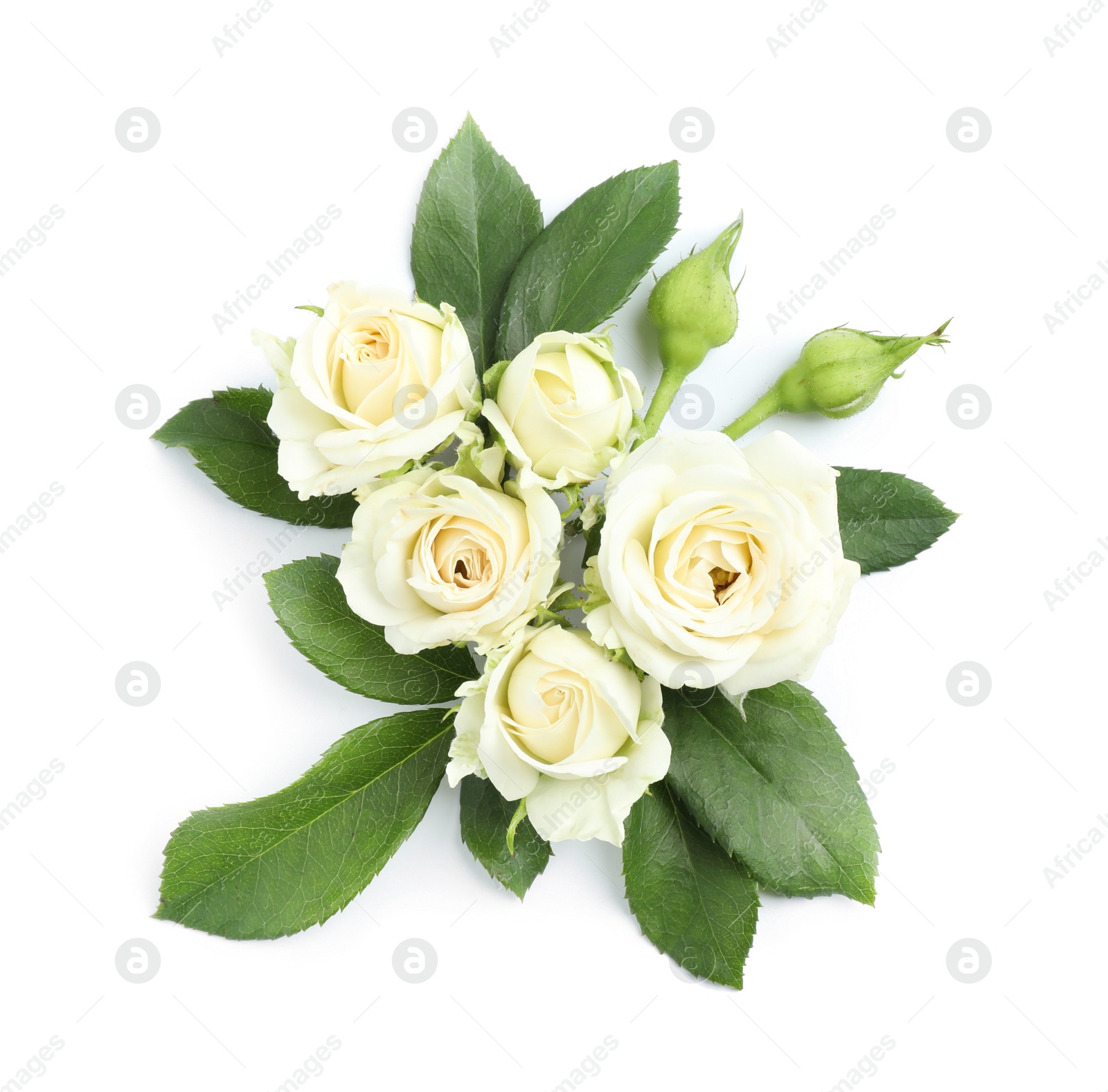 Photo of Beautiful blooming rose flowers on white background, top view