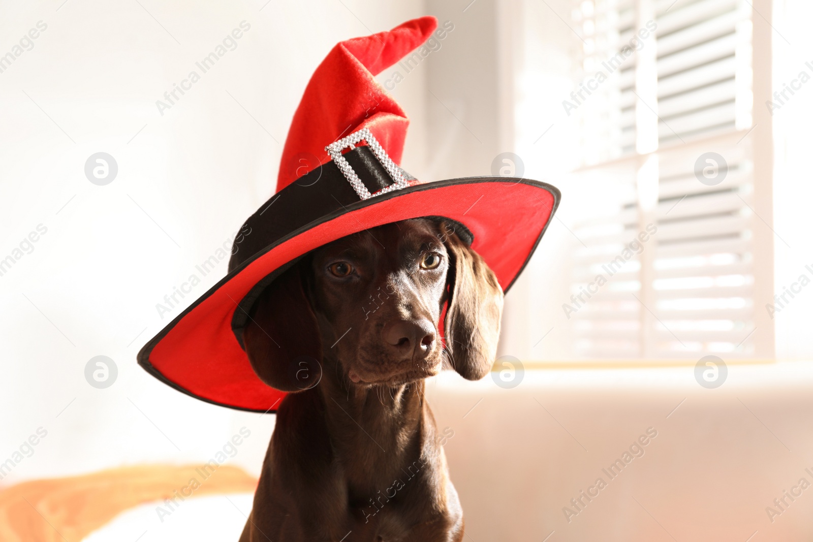 Photo of Adorable German Shorthaired Pointer dog in witch hat indoors. Halloween costume for pet