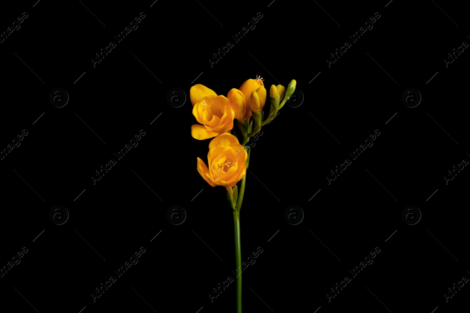 Photo of Beautiful yellow freesia flower on black background