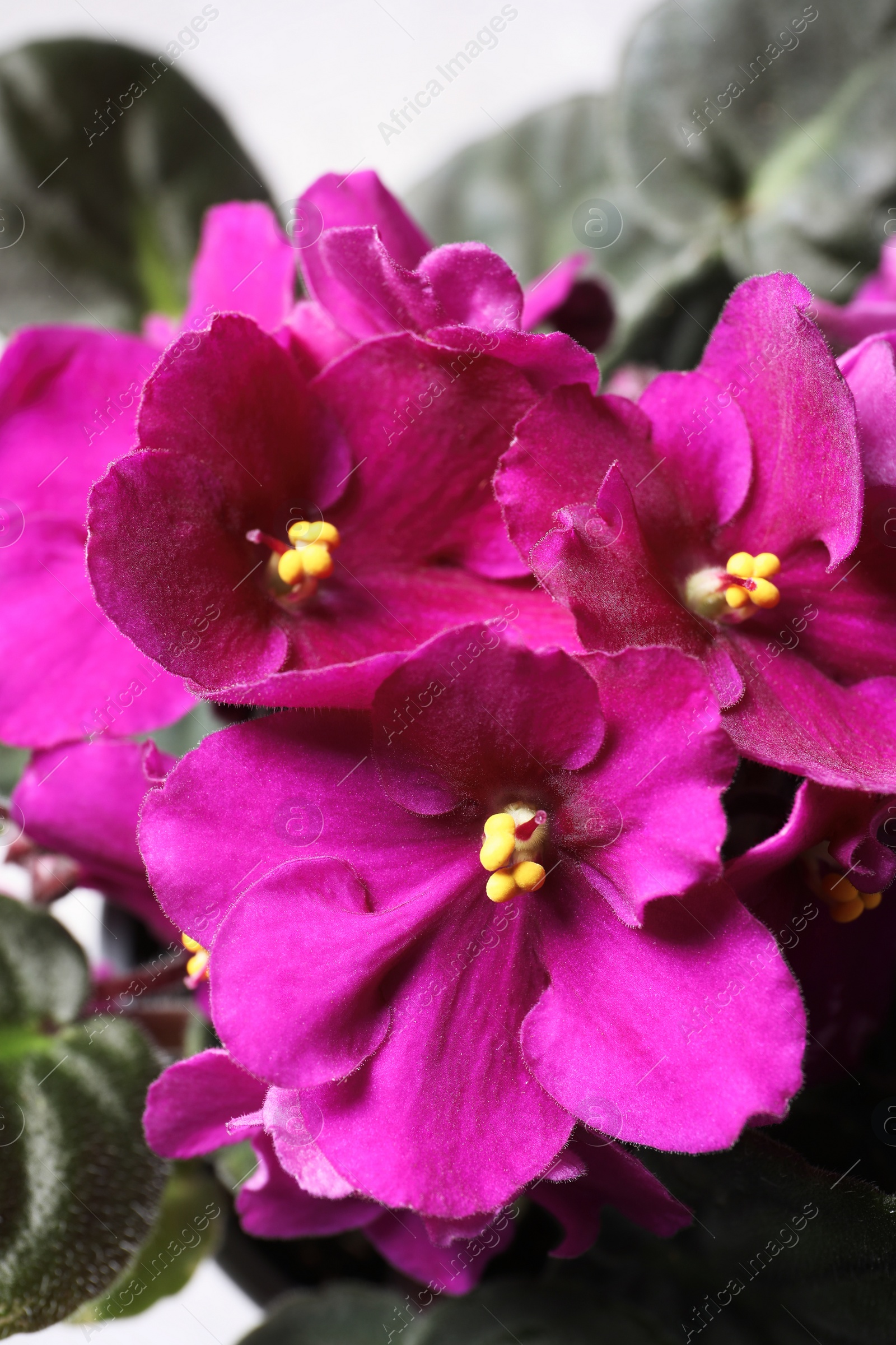 Photo of Beautiful violet flowers, closeup. Plant for house decor