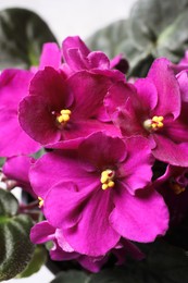 Beautiful violet flowers, closeup. Plant for house decor