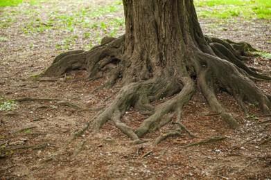 Tree roots visible through soil in forest