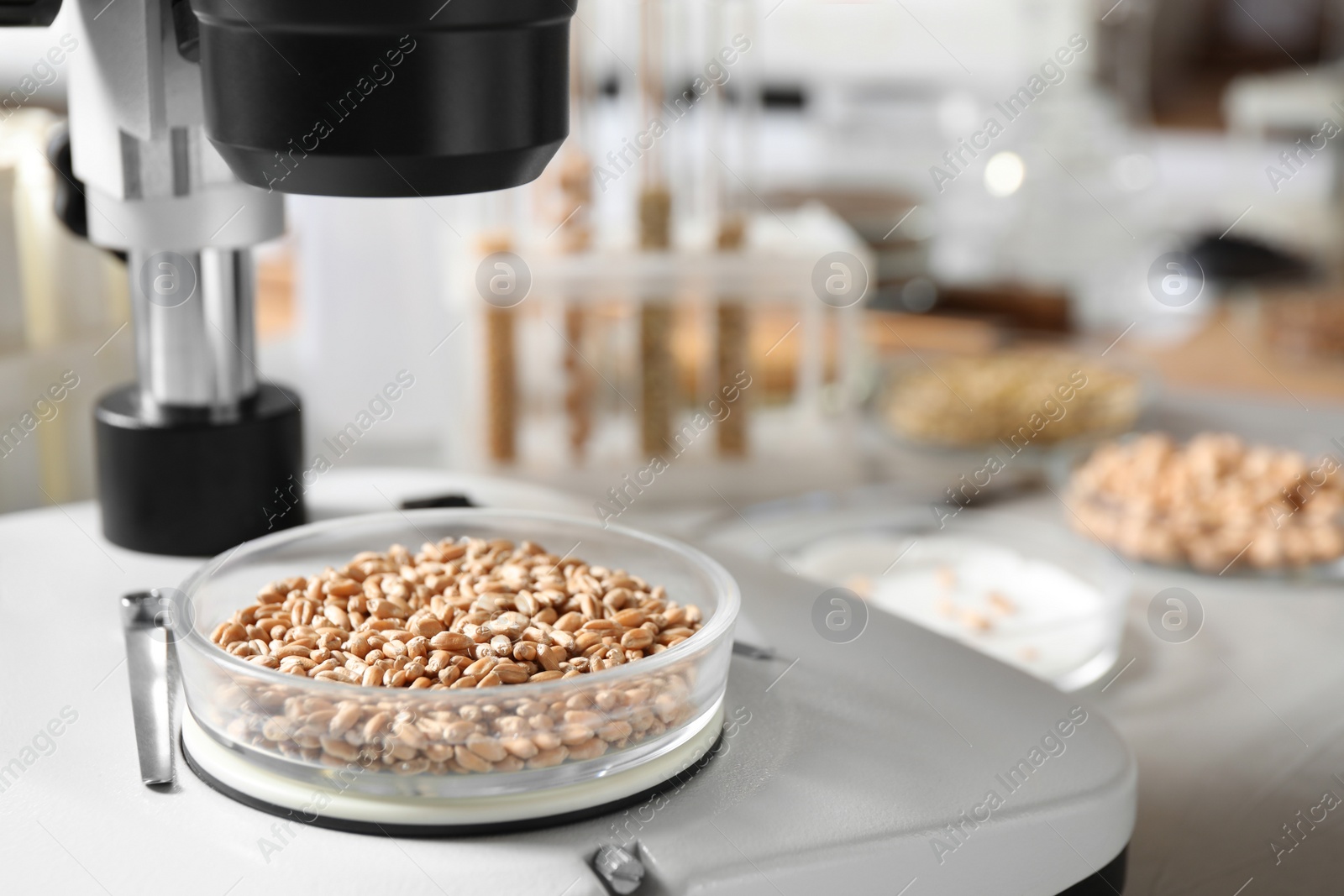 Photo of Petri dish with wheat grains under microscope on table in laboratory