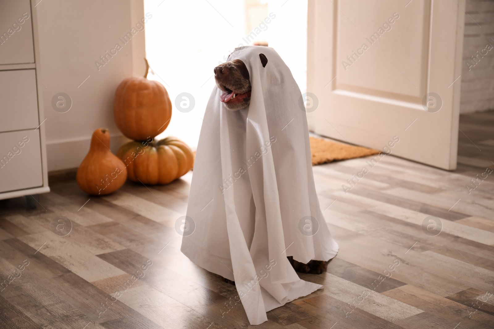 Photo of Adorable English Cocker Spaniel dressed as ghost at home. Halloween costume for pet