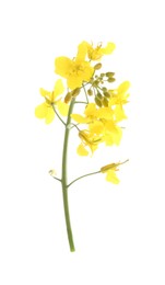 Photo of Beautiful yellow rapeseed flowers isolated on white
