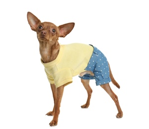 Photo of Cute toy terrier in funny clothes isolated on white. Domestic dog