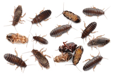 Image of Many cockroaches on white background, top view. Pest control