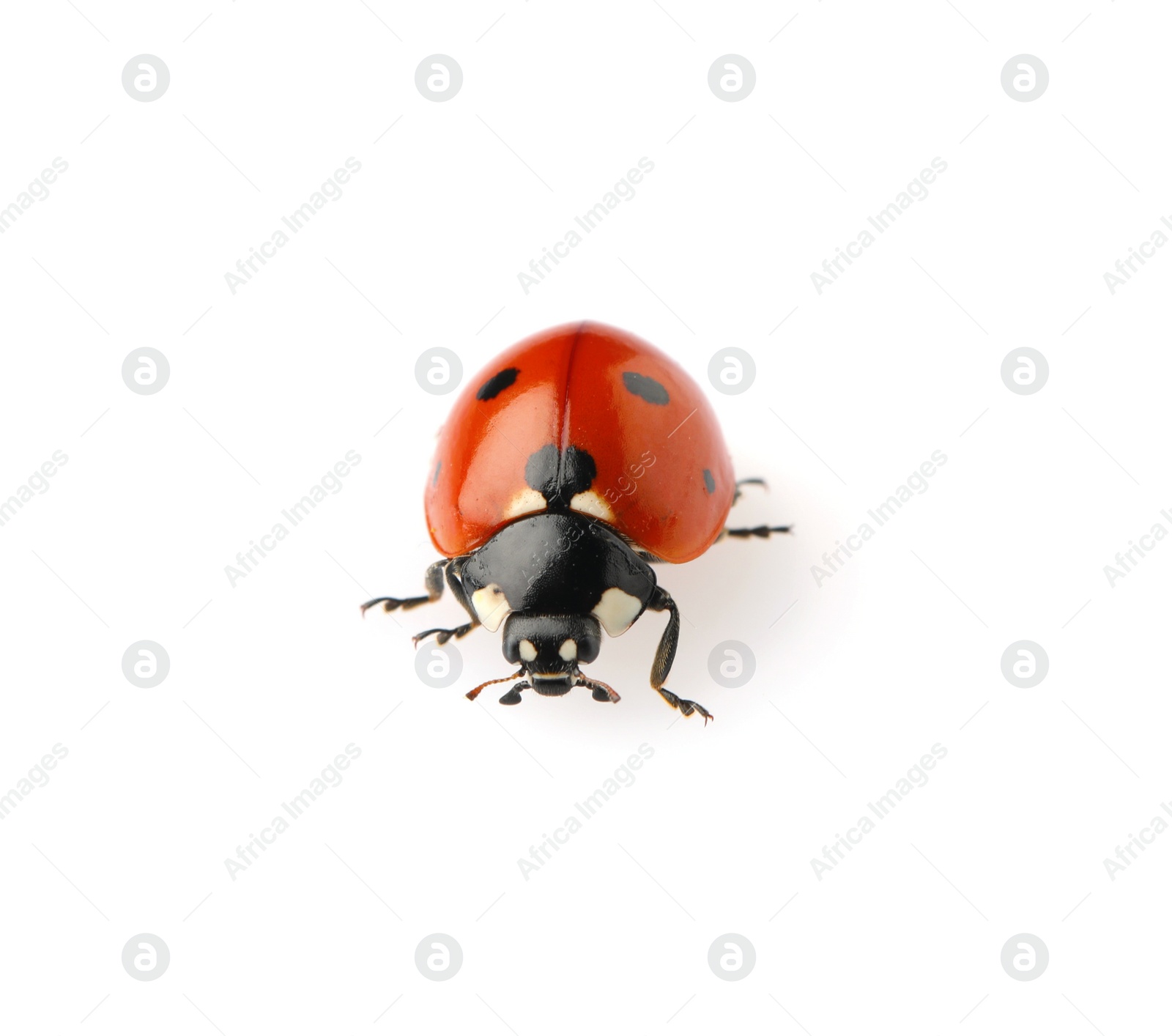 Photo of One beautiful red ladybug isolated on white