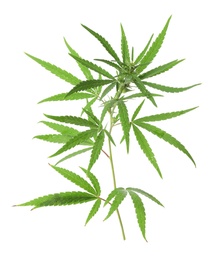 Branch of medical hemp on white background