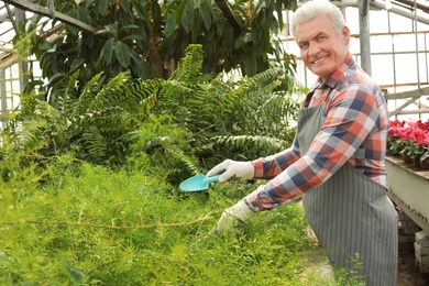 Mature man taking care of plants in greenhouse. Home gardening