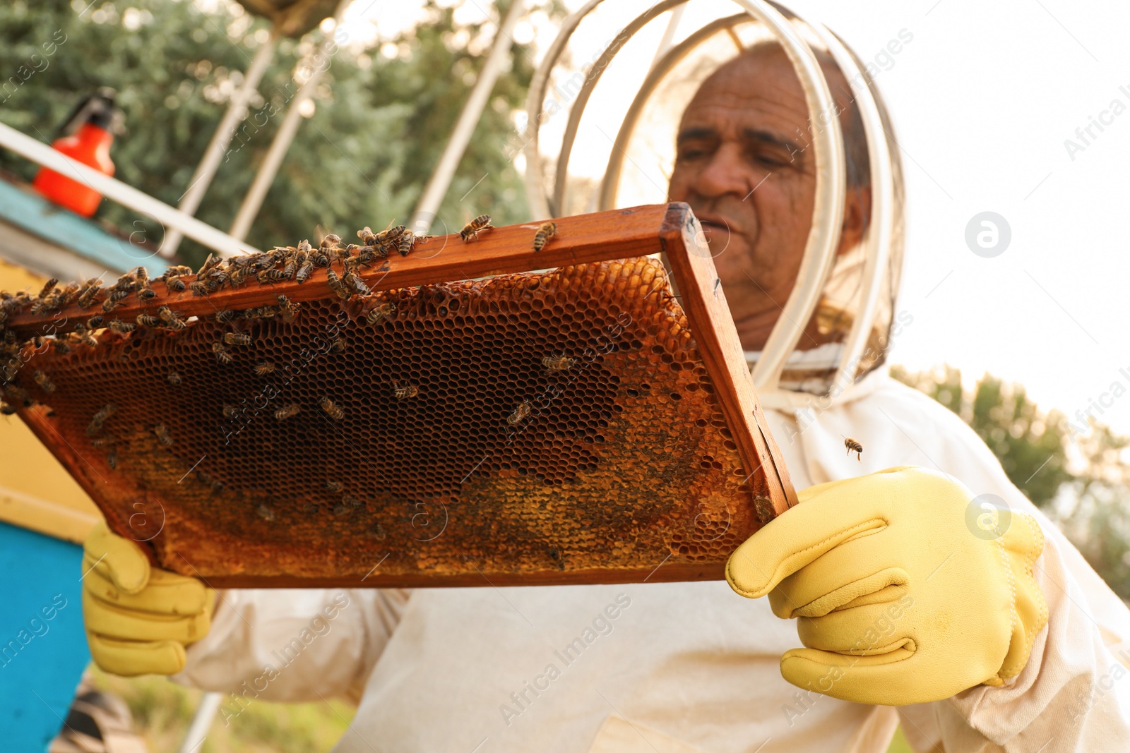 Photo of Beekeeper in uniform with honey frame at apiary