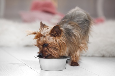 Adorable Yorkshire terrier eating from feeding bowl indoors. Happy dog