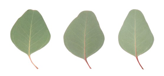 Image of Fresh eucalyptus leaves on white background, collage. Banner design