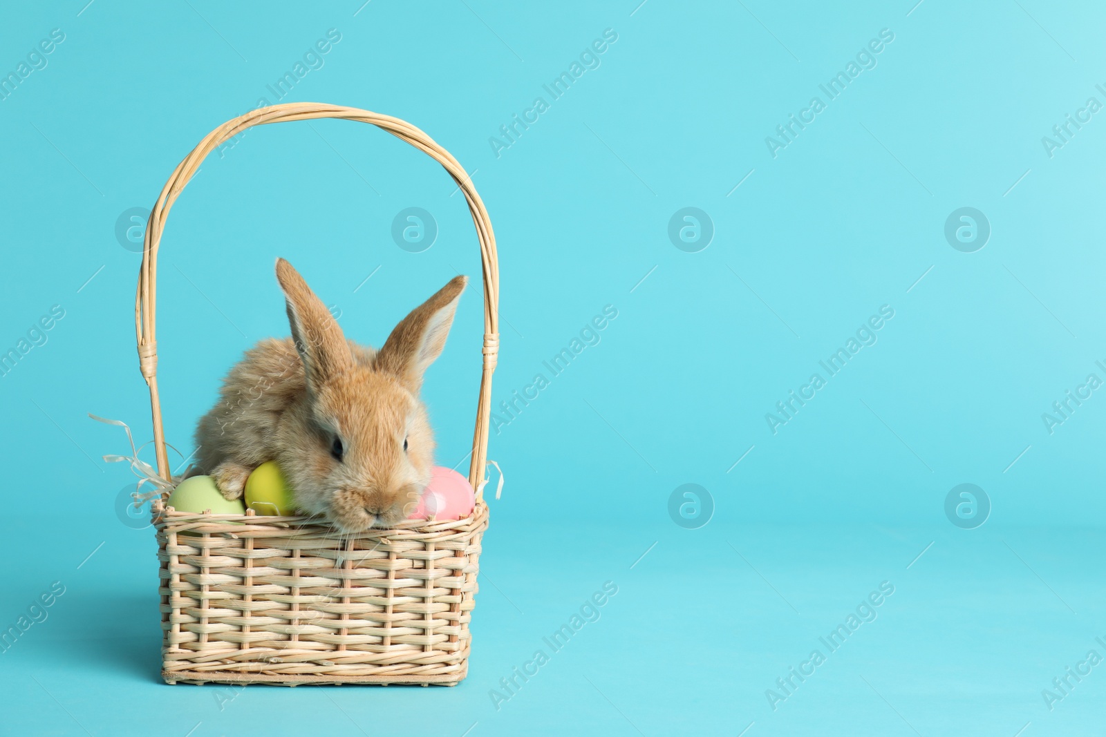 Photo of Adorable furry Easter bunny in wicker basket with dyed eggs on color background, space for text