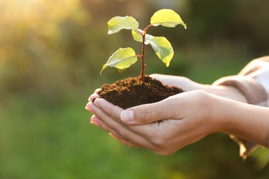 Woman holding soil with young green seedling, closeup. Planting tree