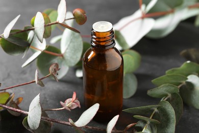 Bottle of eucalyptus essential oil and plant branches on grey table