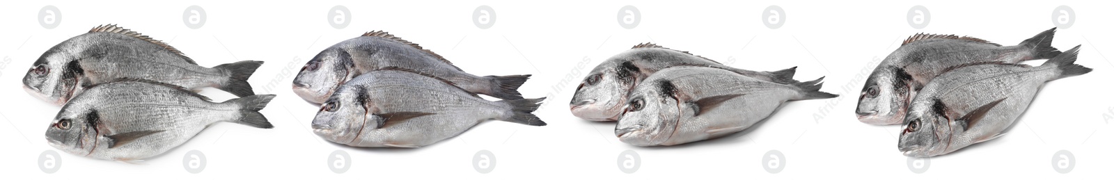 Image of Raw dorada fish isolated on white, set