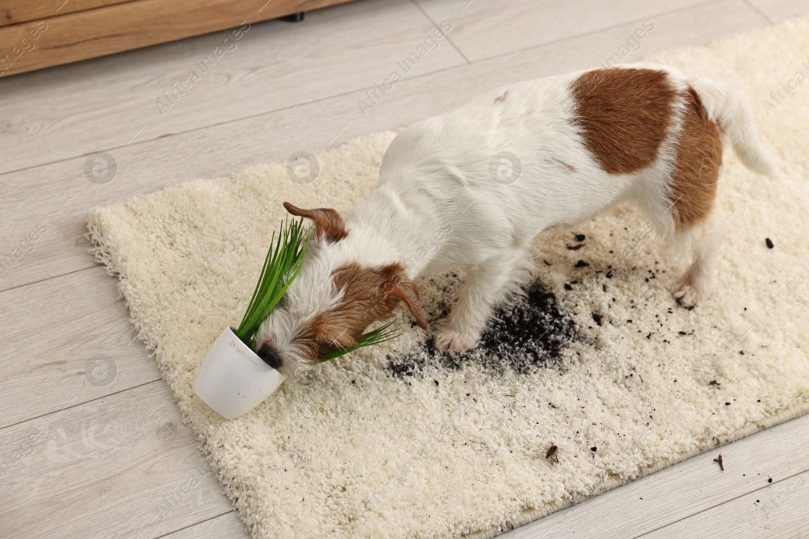 Photo of Cute dog near overturned houseplant on rug indoors