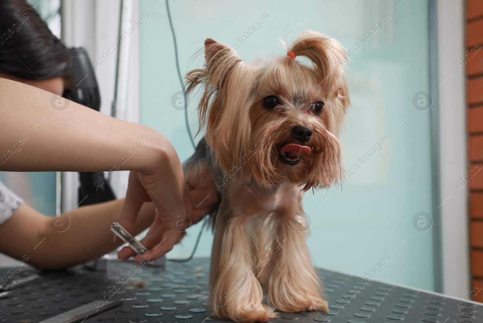 Photo of Professional groomer giving stylish haircut to cute dog in pet beauty salon, closeup