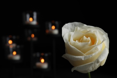 Photo of White rose and blurred burning candles in darkness, closeup with space for text. Funeral symbol