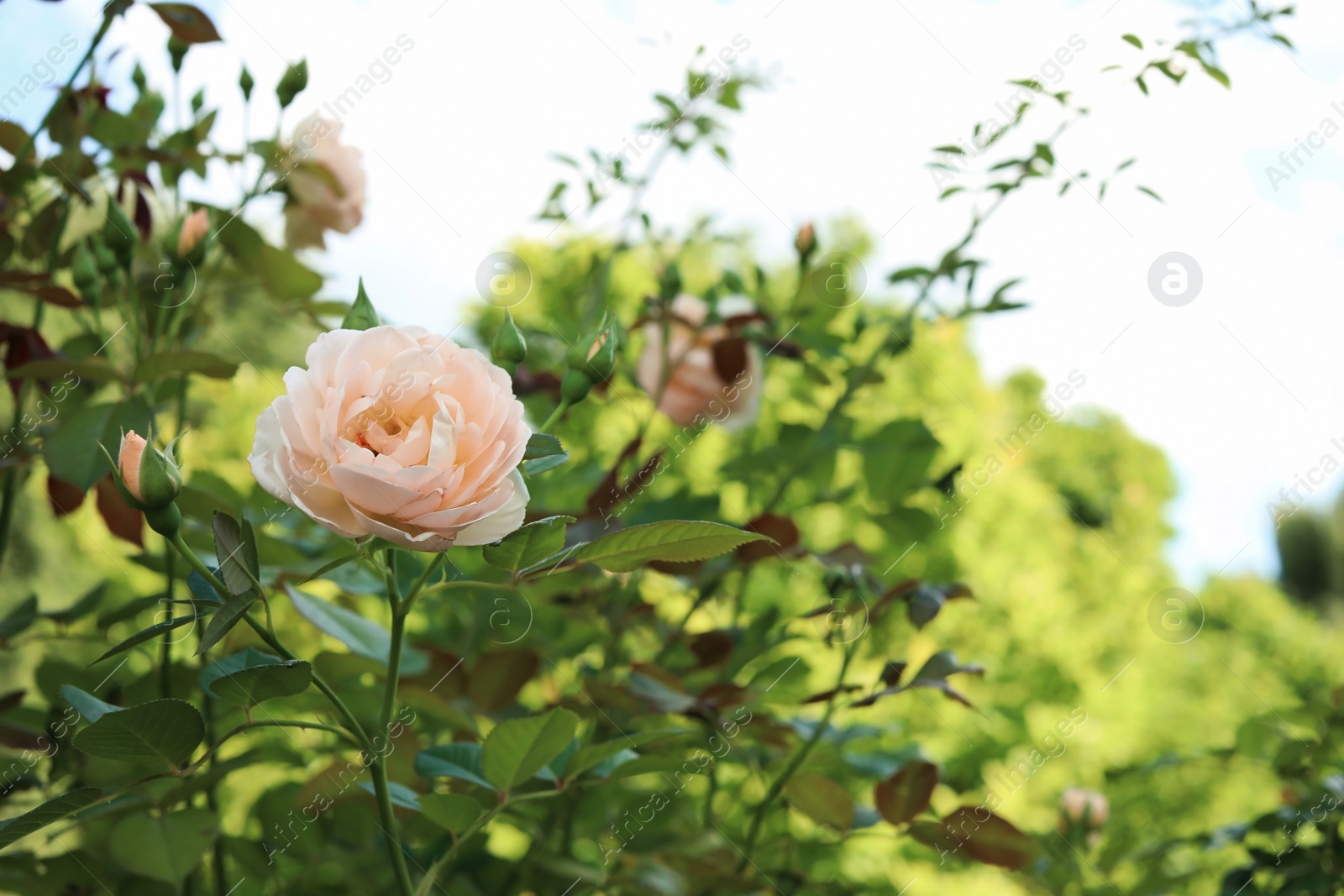 Photo of Bush with beautiful blooming rose in garden