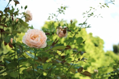 Bush with beautiful blooming rose in garden