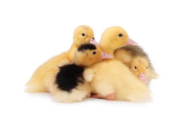 Photo of Baby animals. Cute fluffy ducklings on white background