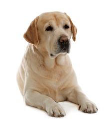 Photo of Yellow labrador retriever lying on white background