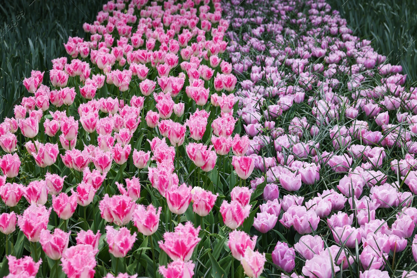 Photo of Many beautiful tulip flowers growing outdoors. Spring season