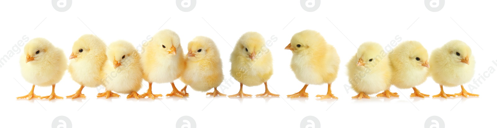 Image of Collage with cute fluffy chickens on white background, banner design. Farm animals