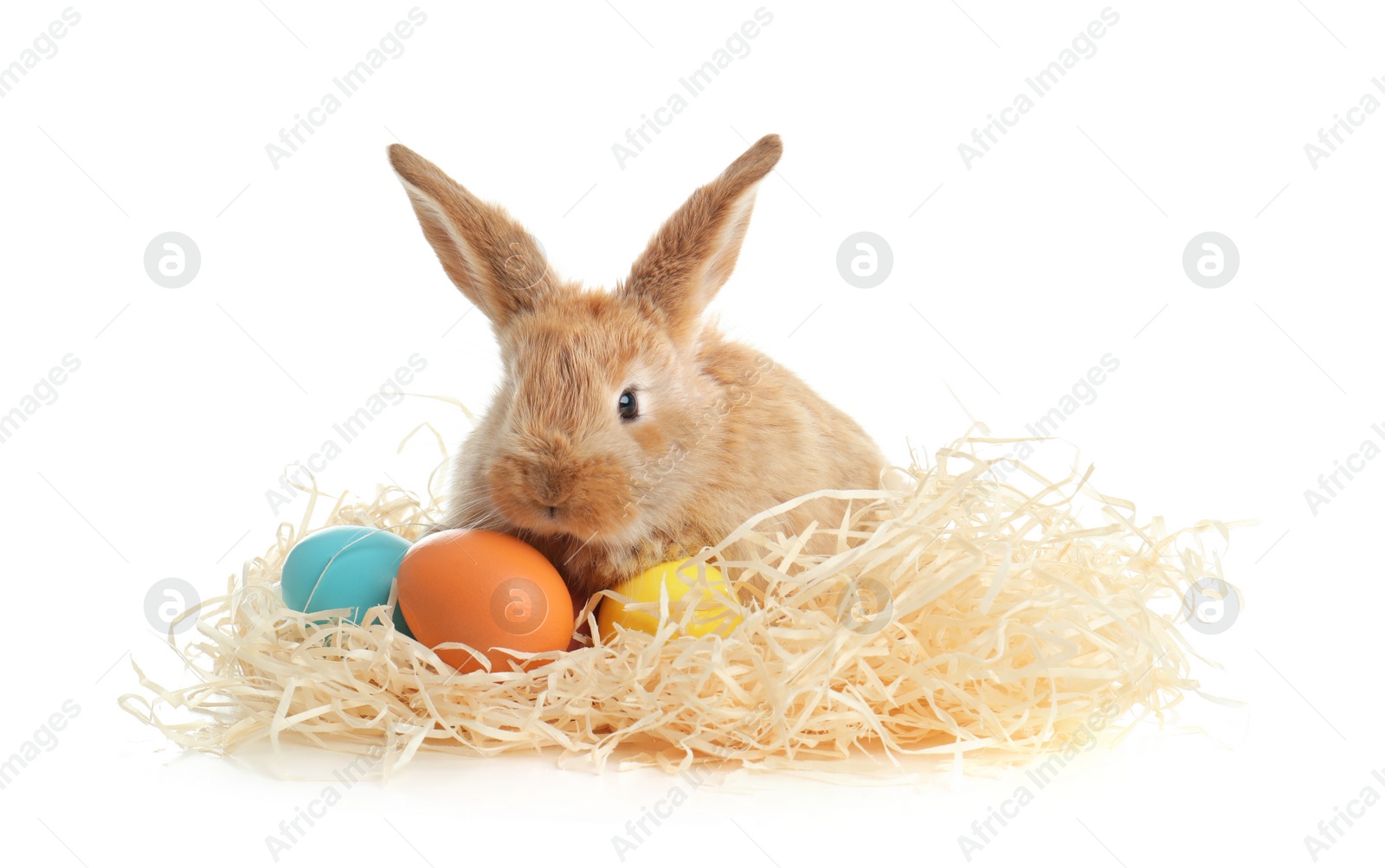 Photo of Adorable furry Easter bunny with decorative straw and dyed eggs on white background