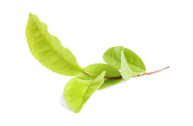 Twig with green tea leaves isolated on white