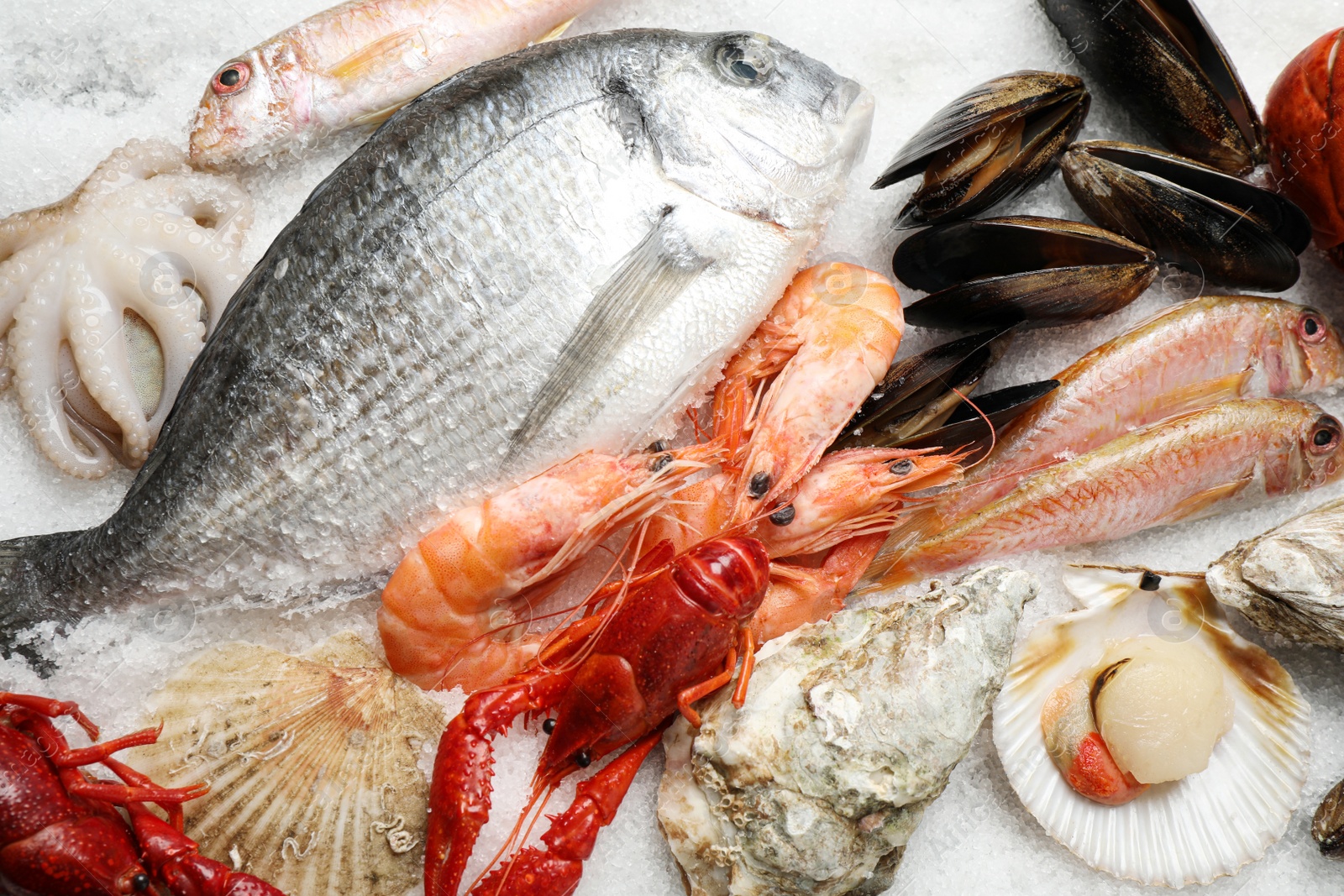 Photo of Fresh fish and seafood on ice, flat lay