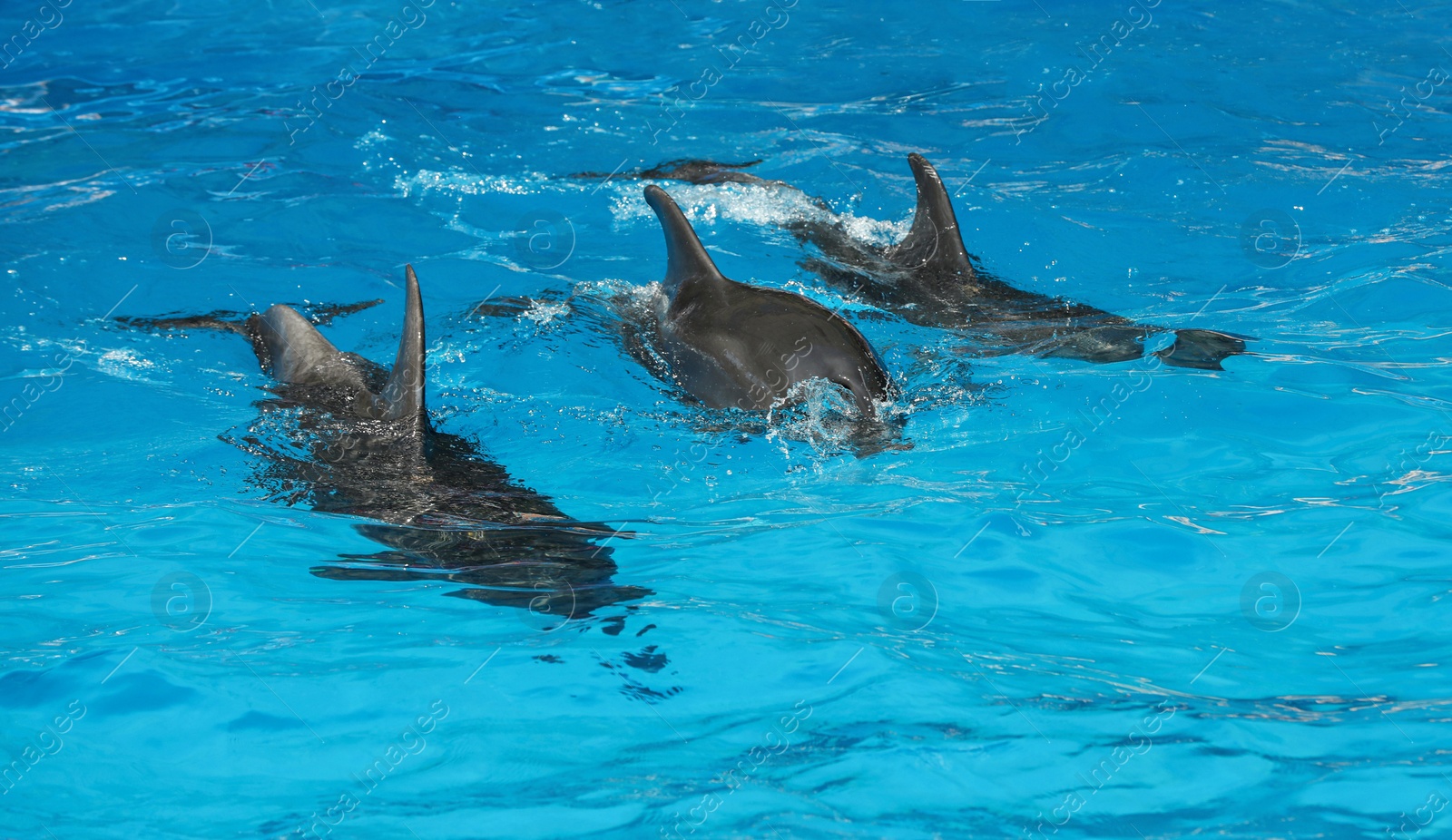 Photo of Dolphins swimming in pool at marine mammal park