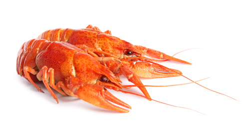 Delicious red boiled crayfishes isolated on white