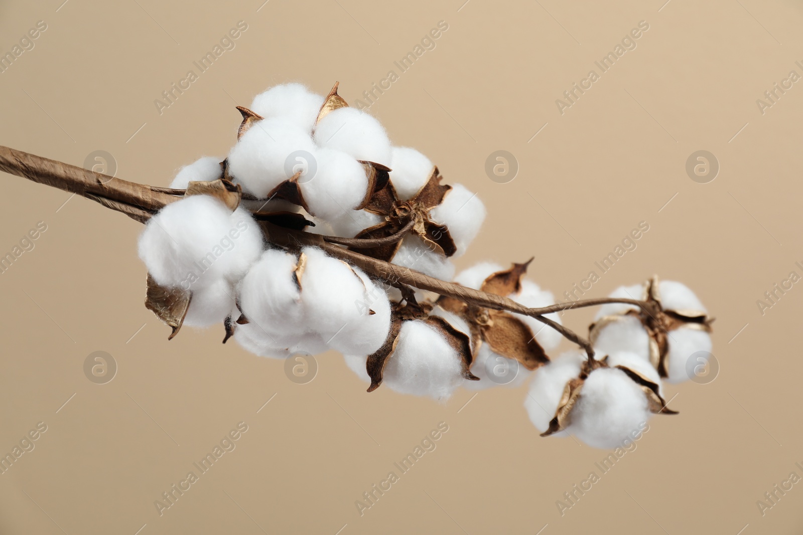 Photo of Beautiful cotton branch with fluffy flowers on beige background