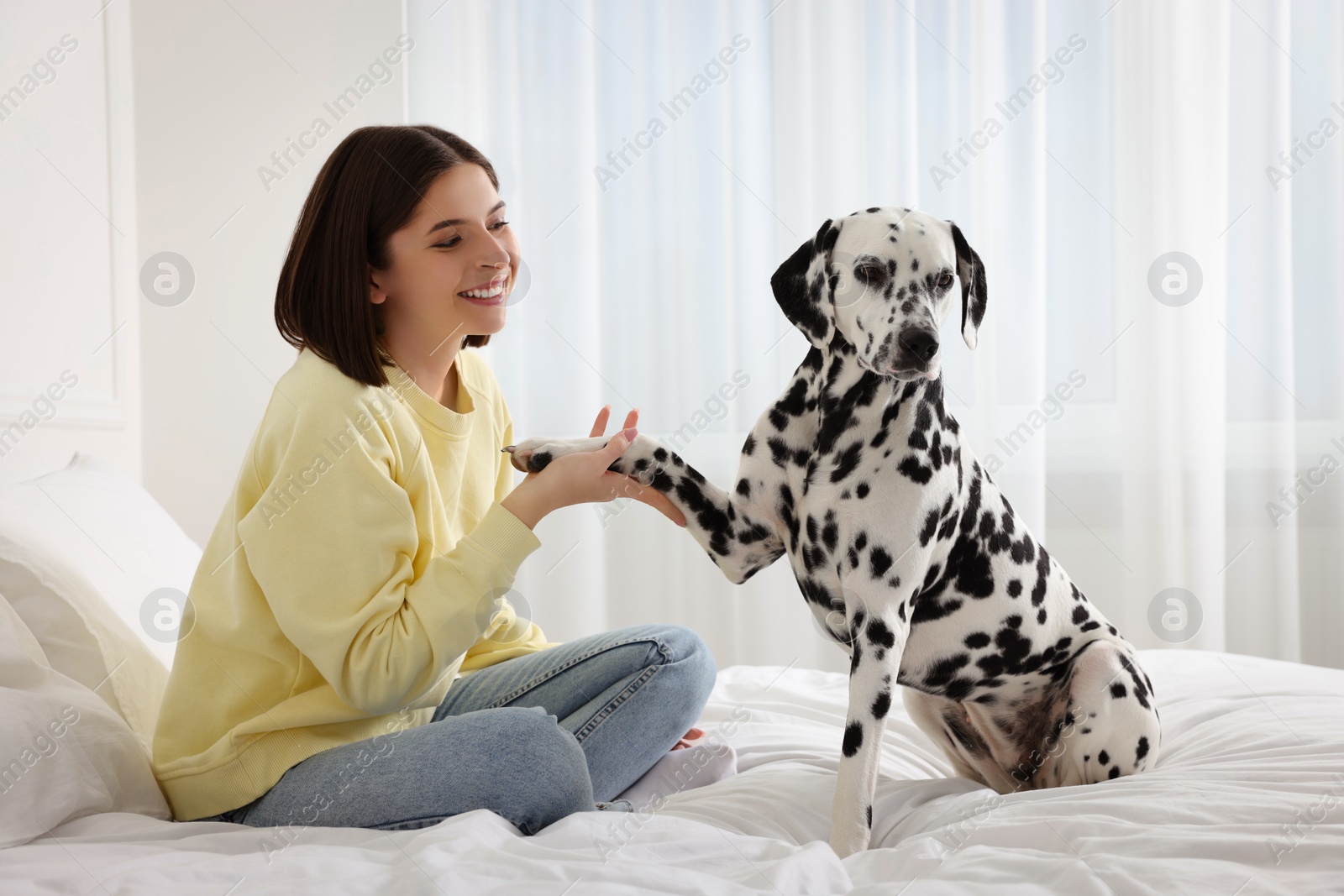 Photo of Adorable Dalmatian dog giving paw to happy woman on bed at home. Lovely pet