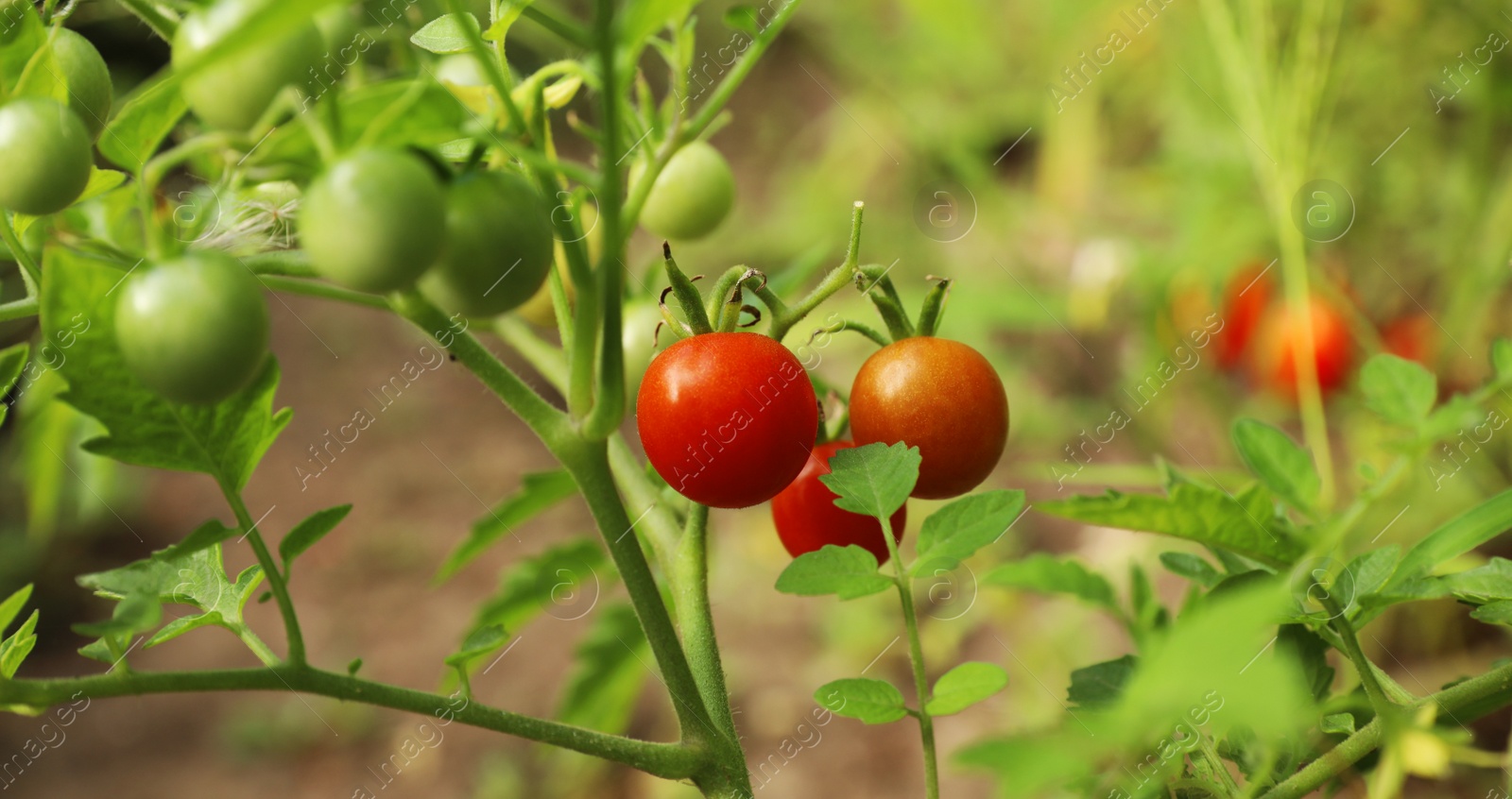 Photo of Beautiful ripe tomatoes on bush in garden