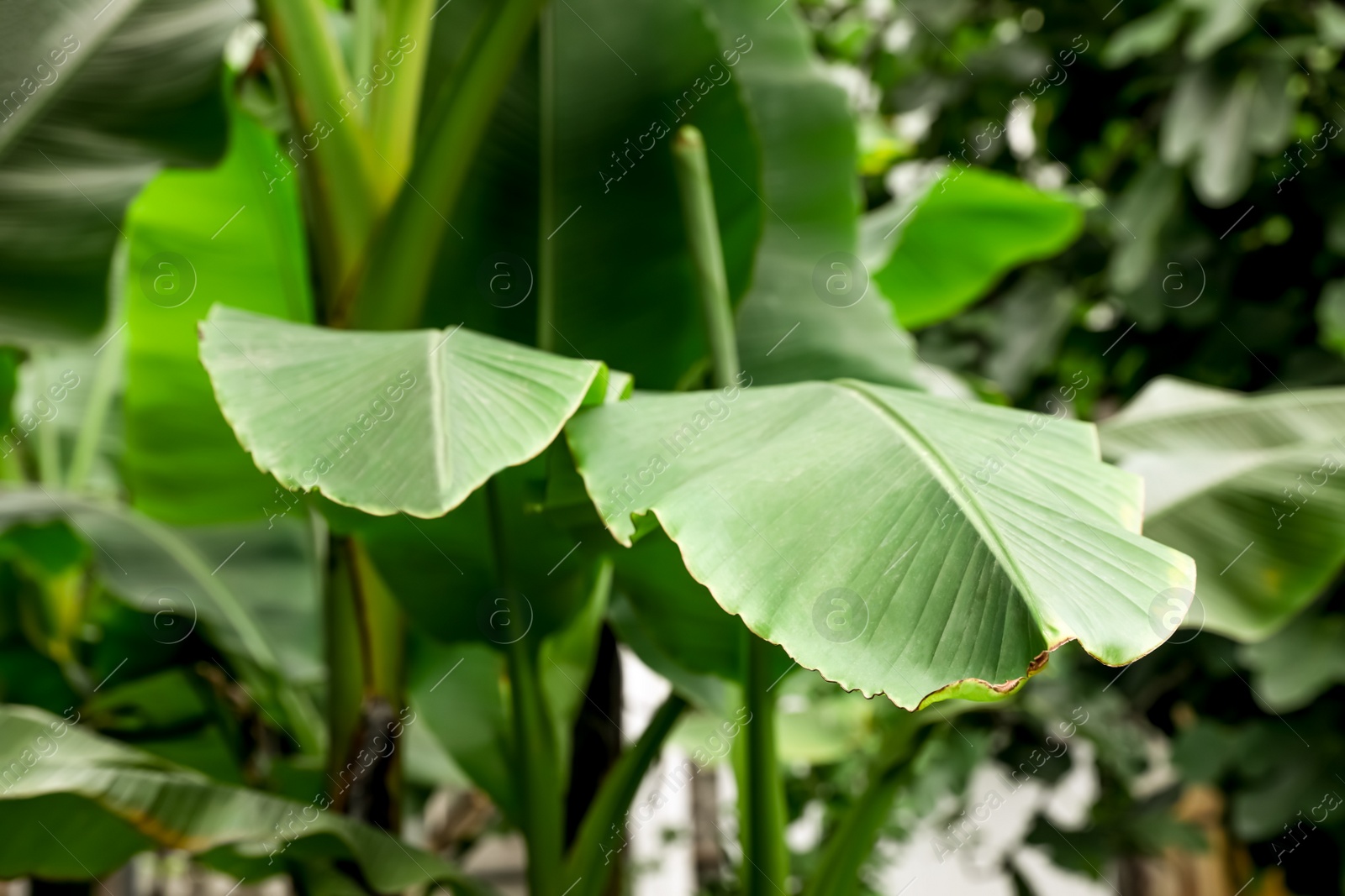 Photo of Fresh green banana plants growing outdoors. Tropical leaves