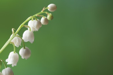 Beautiful lily of the valley flower on blurred green background, closeup. Space for text