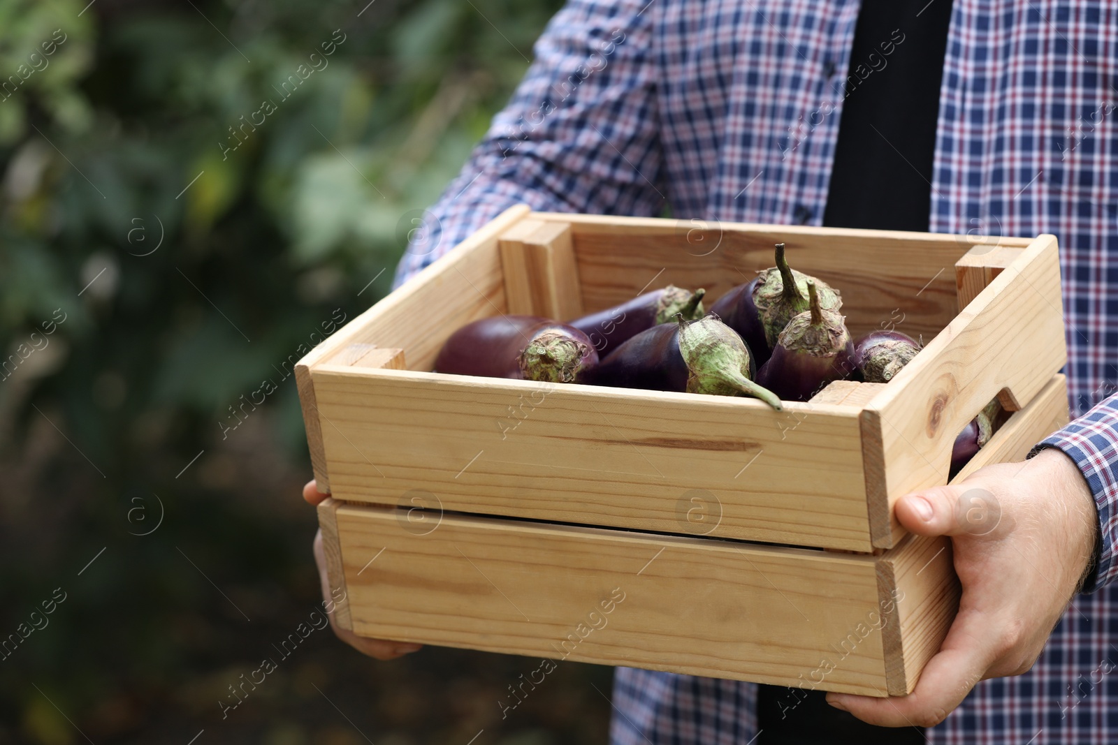 Photo of Man holding wooden crate with ripe eggplants outdoors, closeup. Space for text