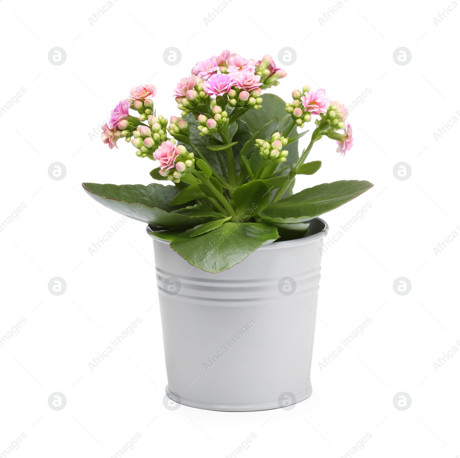 Photo of Kalanchoe flower in stylish pot isolated on white