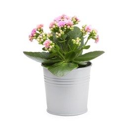 Photo of Kalanchoe flower in stylish pot isolated on white