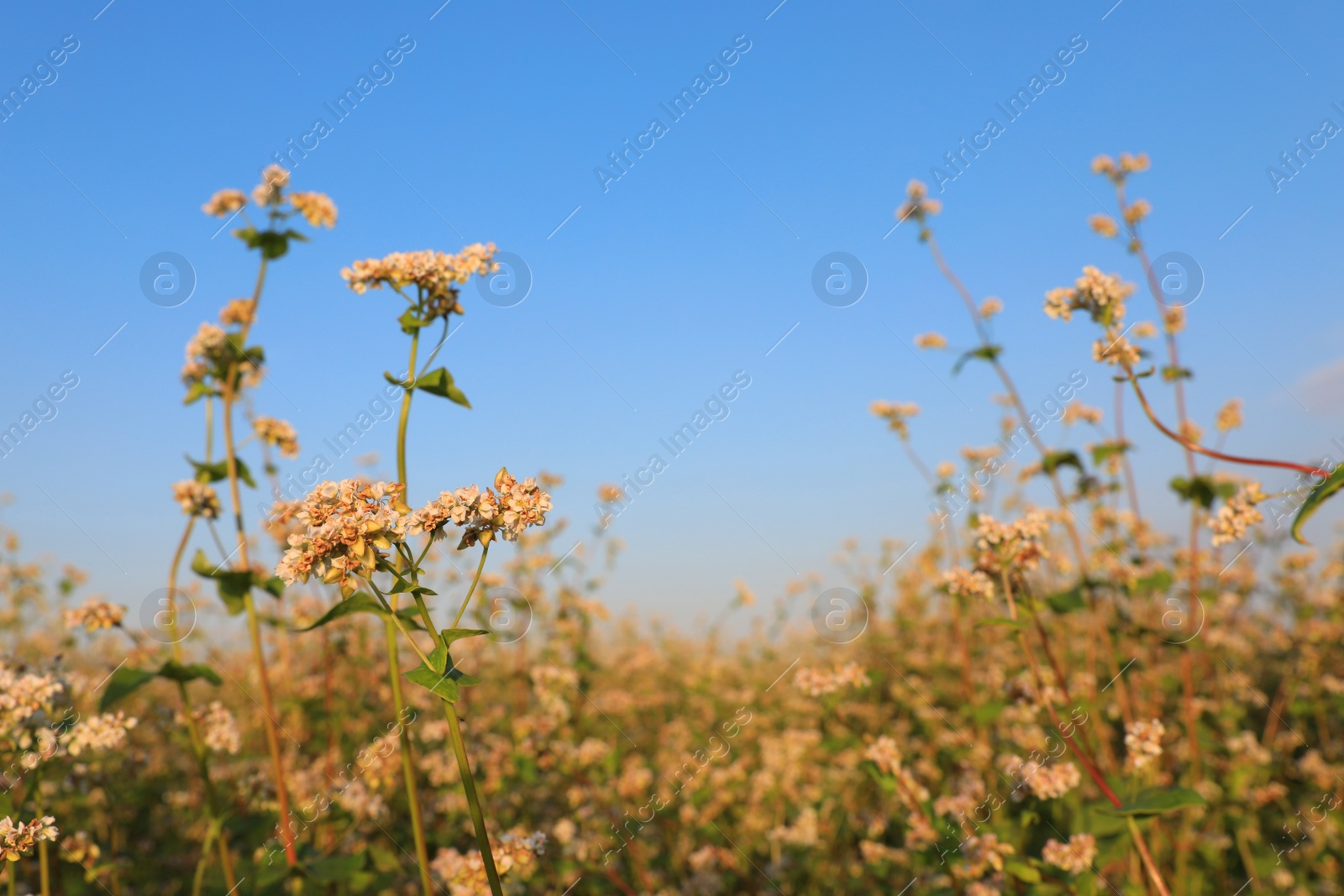 Photo of Beautiful blossoming buckwheat field on sunny day, closeup view