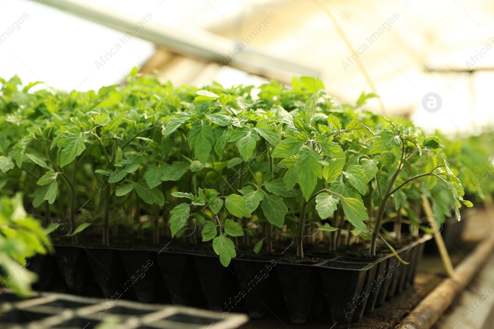 Photo of Many green tomato plants in seedling tray on table