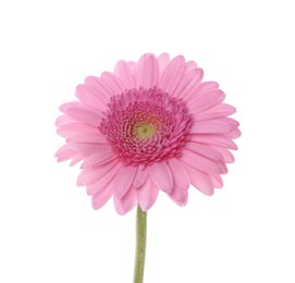 One beautiful pink gerbera flower isolated on white