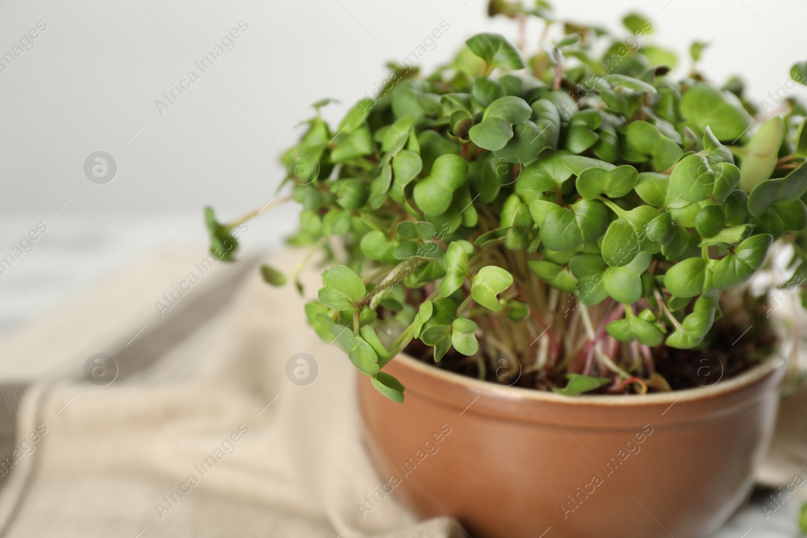 Photo of Fresh radish microgreens in bowl on table, closeup. Space for text
